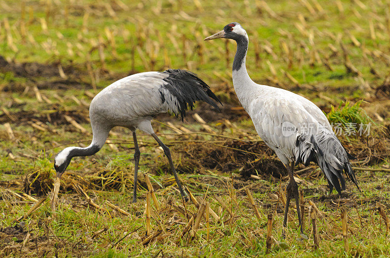 在迁徙季节的普通鹤(Grus Grus)